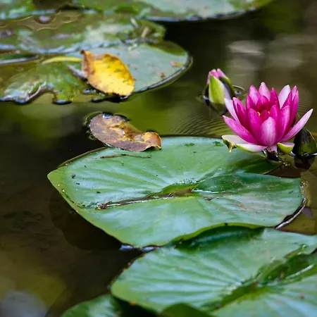 Szálloda Park Kaylaka 4*